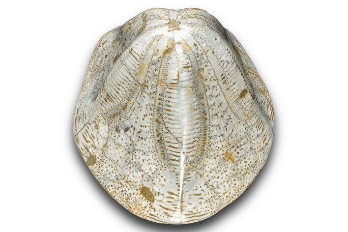 Polished Miocene Fossil Echinoid (Clypeaster) - Morocco #288935